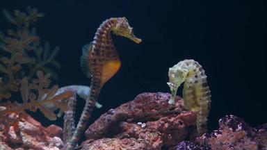 海马在珊瑚水族馆特写镜头黄色的海马游泳美妙的珊瑚清洁水族馆水海洋水下热带生活自然背景