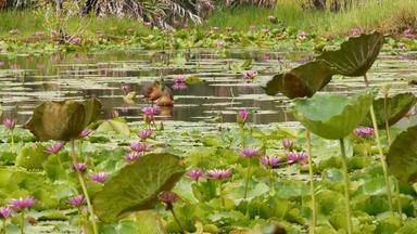 鸭子湖水百合粉红色的荷花悲观的水反映鸟迁徙鸟野生异国情调的热带景观池塘环境保护濒临灭绝的物种概念