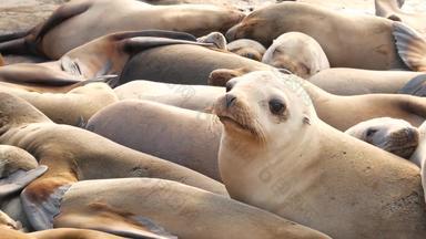 海<strong>狮子岩石</strong>小艇野生有耳的海豹休息太平洋海洋石头有趣的懒惰的野生动物动物睡觉受保护的海洋哺乳动物自然栖息地三迭戈加州美国