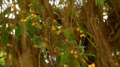 棕色（的）长空中根大印度榕树树挂阳光风绿色叶子黄色的水果散景模糊复制空间自然摘要背景热带丛林森林