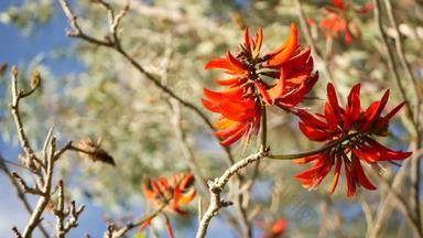 珊瑚树红色的花花园加州美国刺桐属火焰树春天布鲁姆浪漫的植物<strong>大气</strong>精致的异国情调的热带开花春天艳丽的颜色软模糊<strong>新</strong>鲜