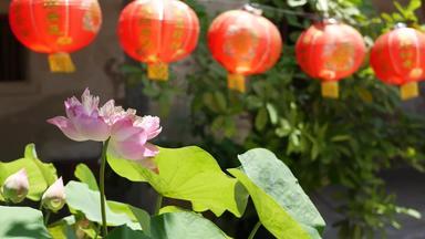 红色的纸灯笼挂寺庙院子里阳光明媚的一天多汁的绿色植物东方国家传统的中国人一年装饰粉红色的莲花花绿色叶子象征佛教
