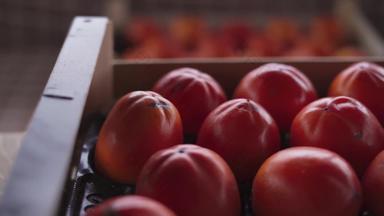成熟的美味的柿子打包盒子特写镜头