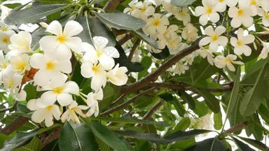 异国情调的<strong>白色花</strong>盛开的鸡蛋花plumeria利拉瓦迪集白色热带花<strong>绿色</strong>树自然热带异国情调的背景