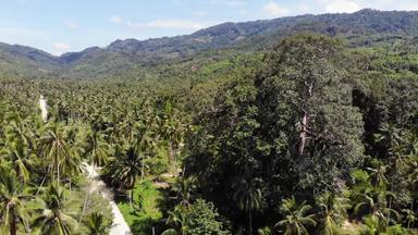 路径椰子种植园路椰子手掌阳光明媚的一天KOH寒岛泰国无人机视图天堂山景观飞行绿色植物森林砍伐