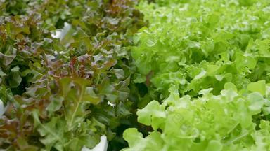 行新鲜的多汁的植物日益增长的现代生态水培农场花园床概念健康的生态友好的平衡饮食丰富的维生素农业技术绿色创新