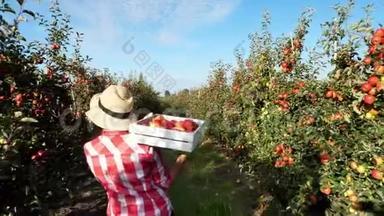 在<strong>阳光</strong>`，穿着格子衬衫和帽子的女农民走在一排排苹果树之间。 她拿着一盒新鲜的