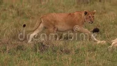 非洲狮子，潘特拉里奥，小组站在布什附近，小熊与马累，桑布鲁公园在肯尼亚，