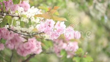 春天的樱桃树