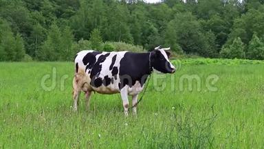 荷斯坦奶牛夏季在田间牧场喂草，天然有机奶牛生产理念