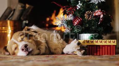 狗带着礼物在圣诞树附近打盹。 <strong>背景</strong>中燃烧的壁炉。 概念：<strong>温馨</strong>快乐的圣诞节