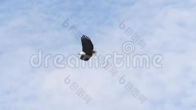 非洲鱼鹰，卤虫，成人飞行，翅膀，云<strong>天</strong>，肯尼亚巴林戈湖，