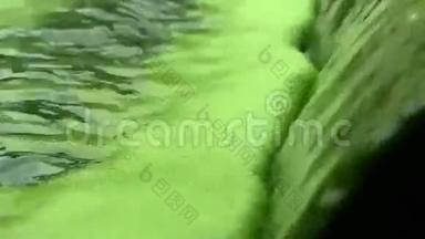 科学研究，水是绿色，藻类，小球藻生产，生物技术