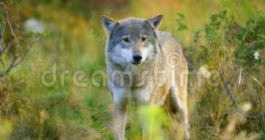 大灰狼嗅到了对手和森林中的危险