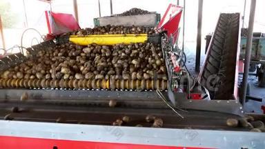 农场马铃薯<strong>分拣</strong>专用机械化工艺。 土豆被卸在传送带上，以便<strong>分拣</strong>，然后