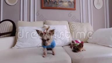 两只漂亮的小狗穿着凉爽的衣服。 他们坐在沙发上看着摄像机。