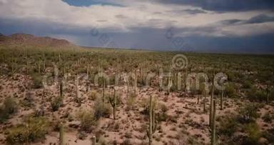 在史诗般的美国亚利桑那国家公园里，无人机在大气中的仙人掌沙漠田上空低飞，飞向巨大的<strong>沙尘</strong>暴。