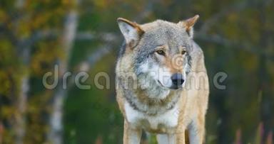 大灰狼嗅到了对手和森林中的危险