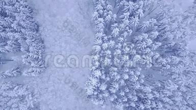 美丽的蓝冬青松落叶乔木雪林鸟瞰视频，自上而下相机放大4KUHD
