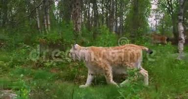 两只精力充沛的欧洲猫晚上在森林里散步