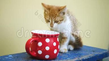 小猫喝大红杯里的牛奶