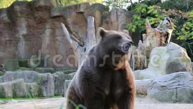 布朗熊在马德里动物园寻找食物