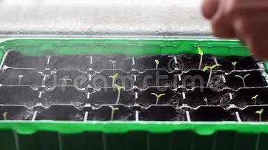 用塑料盆浇许多年轻的植物。 用<strong>水</strong>喷洒小番茄植株的特写图像。 <strong>水雾</strong>。