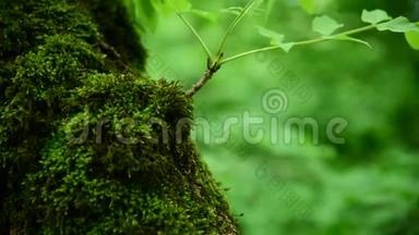 在茂密的树干上，森林里厚厚的绿色苔藓的特写。 饱和的绿色。 低键