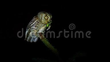 夜间活动的鸟和艺术的夜间剪辑的欧洲鳞-鳞栖息在一个云杉枝与捕捉蚱蜢