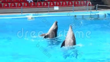 海豚在游泳池里游泳