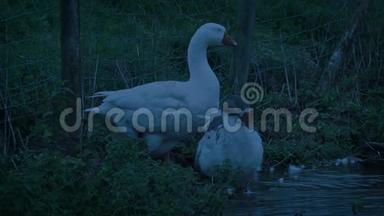 夜晚的池塘边的鹅