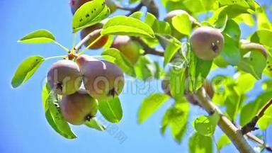 一棵树上的熟梨