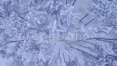 在美丽的冬林中，在白雪覆盖的<strong>青松</strong>树上方，相机飞行，没有人的空中视频镜头