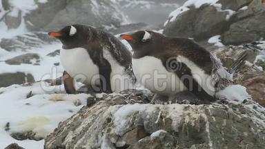 在暴风雪中，两只雌昆都<strong>企鹅</strong>坐在巢里