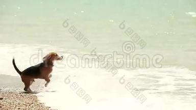 有趣的比格小狗想游泳，但害怕海浪