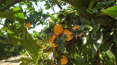 田野里的橘子树