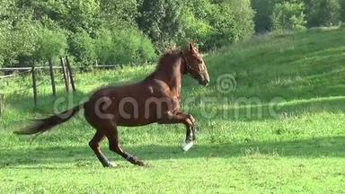 马在草地上<strong>自由奔跑</strong>，慢动作