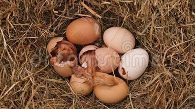 两只雏鸟在一个干草窝里从卵中孵化出来，俯视
