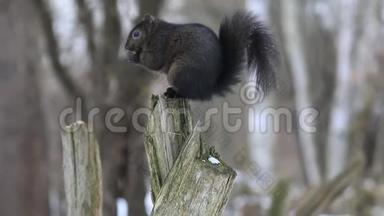 一只黑松鼠坐在树桩上
