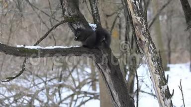 一只黑松鼠坐在树林里的树上
