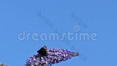 孔雀蝶，紫锥菊，成年飞行中，从法国的<strong>巴</strong>德莱亚或夏<strong>丁</strong>香，<strong>巴</strong>德莱亚达维迪，诺曼底起飞，