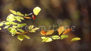 风吹过五彩缤纷的森林，在阳光明媚的秋日里移动着彩色的枝叶。