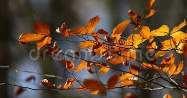 风吹过五彩缤纷的森林，在阳光明媚的秋日里移动着彩色的枝叶。