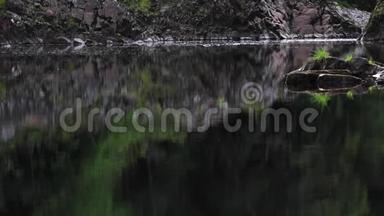 鲑鱼，鳟鱼，沿着平静的河流跳跃，发现角，莫莱郡，苏格兰。