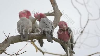 澳大利亚西部卡尔巴里的一棵树上的群雄鸡