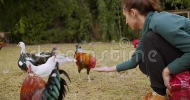 女孩用手喂公鸡。