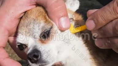 主人照顾吉娃娃的狗，并移除蜱谁咬到皮肤。 蜱吸狗血