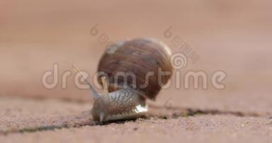 蜗牛在地上<strong>爬行</strong>