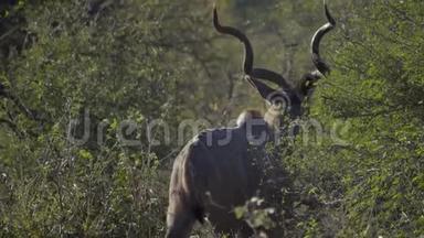 一头公牛Kudu转向侧写