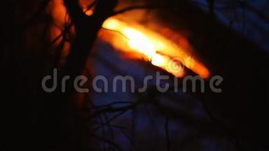 森林里的枯树在夜里燃烧